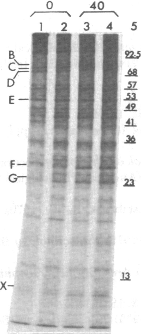 graphic file with name pnas00495-0273-a.jpg