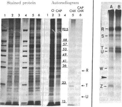 graphic file with name pnas00495-0271-a.jpg