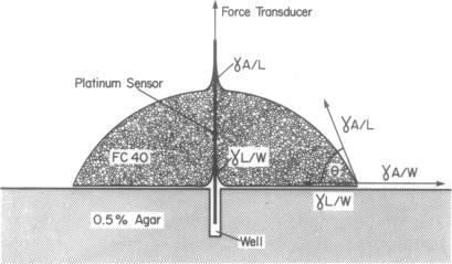 graphic file with name pnas00019-0414-a.jpg