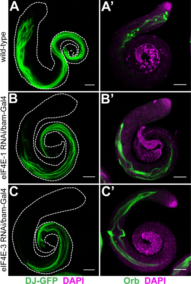 Fig 3