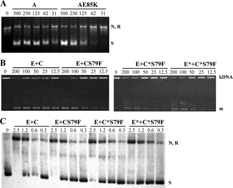 FIG. 2.