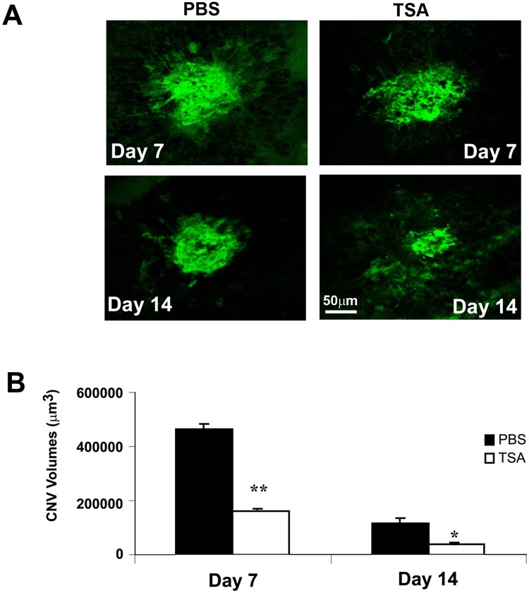 Fig 13