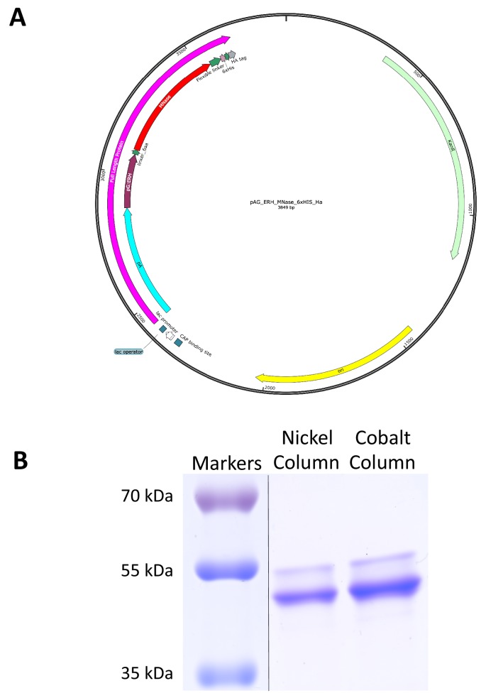 Figure 1—figure supplement 1.