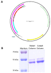 Figure 1—figure supplement 1.