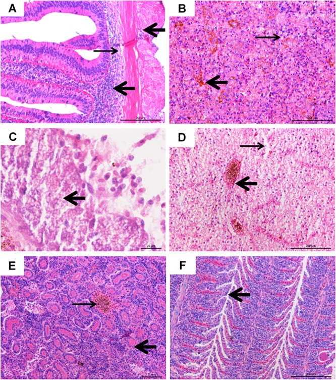 FIGURE 4