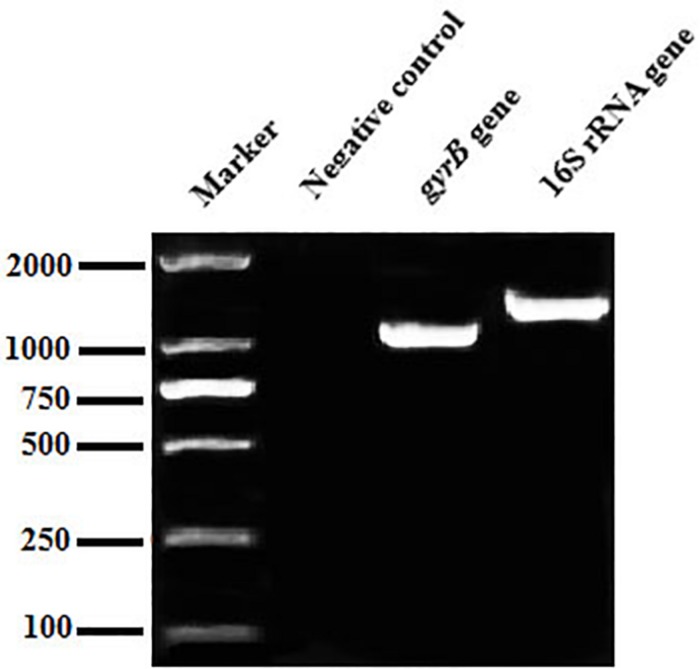 FIGURE 2