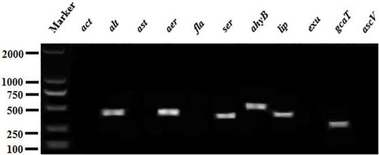 FIGURE 5