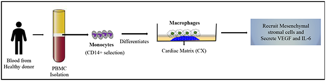 graphic file with name nihms-1664675-f0006.jpg