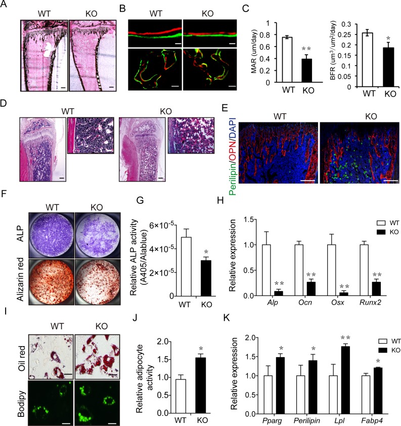 Fig 4