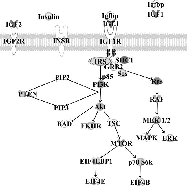 Fig. (1)