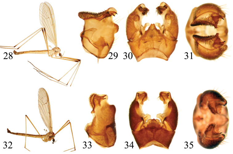 Figures 28–35.