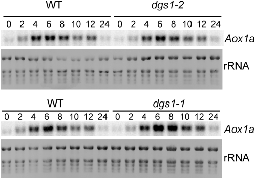 Figure 7.