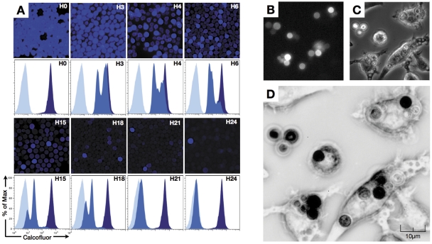 FIG 1 