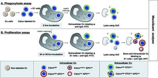 FIG 2 