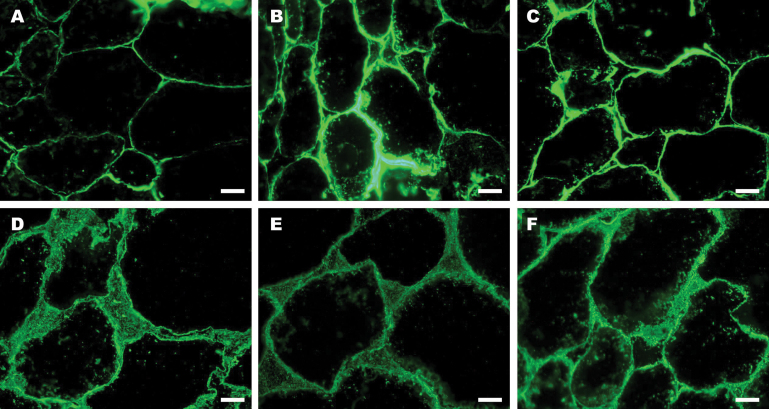 Fig. 9.