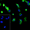 Fig. 9
