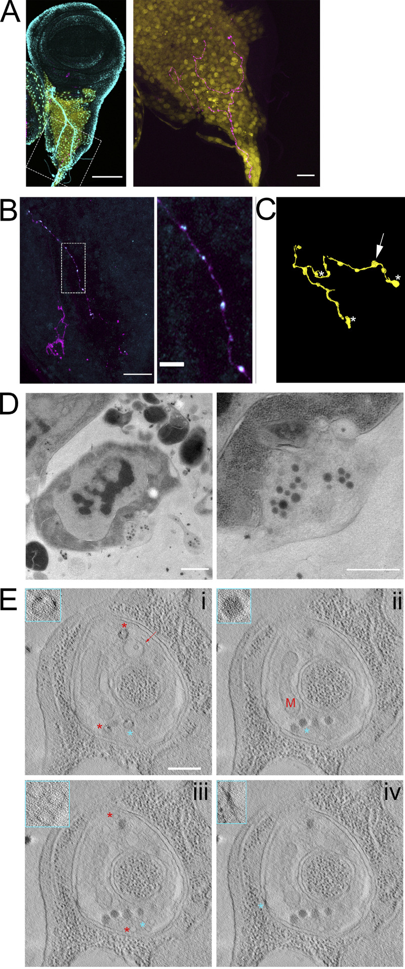 Figure 9.