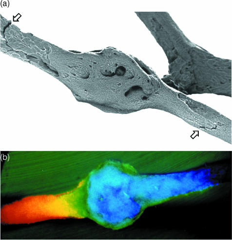 Fig. 14