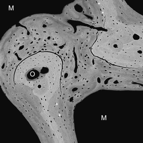 Fig. 18