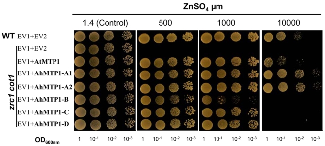 Figure 6