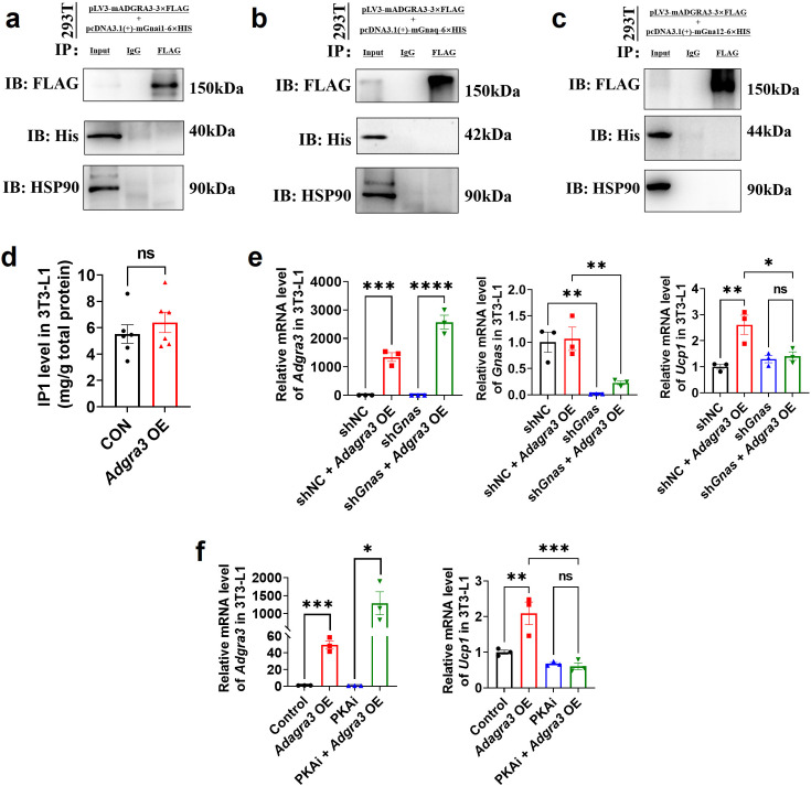 Figure 5—figure supplement 1.