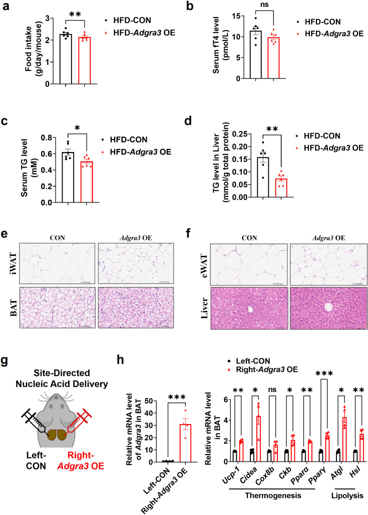 Figure 4—figure supplement 2.