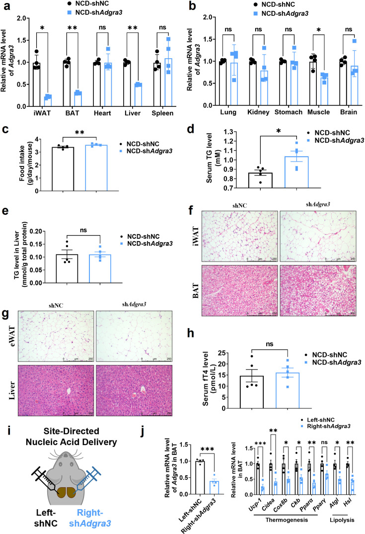 Figure 3—figure supplement 1.