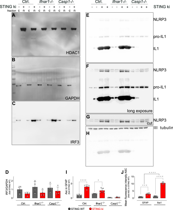 Figure 6—figure supplement 1.