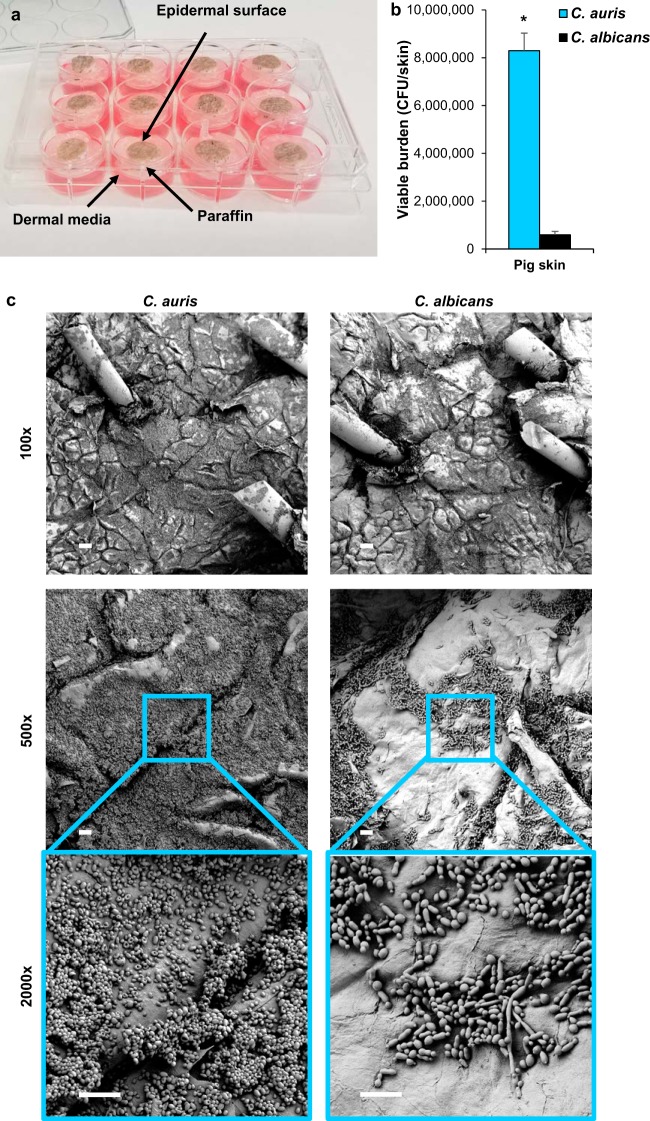 FIG 2