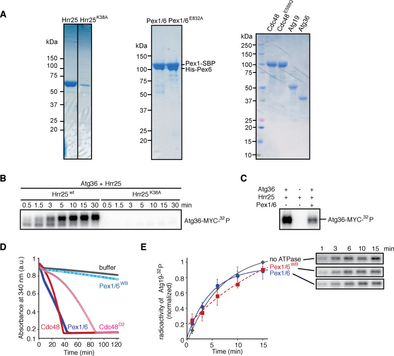 Figure 3—figure supplement 2.