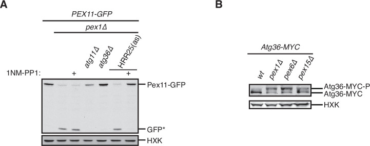 Figure 1—figure supplement 1.