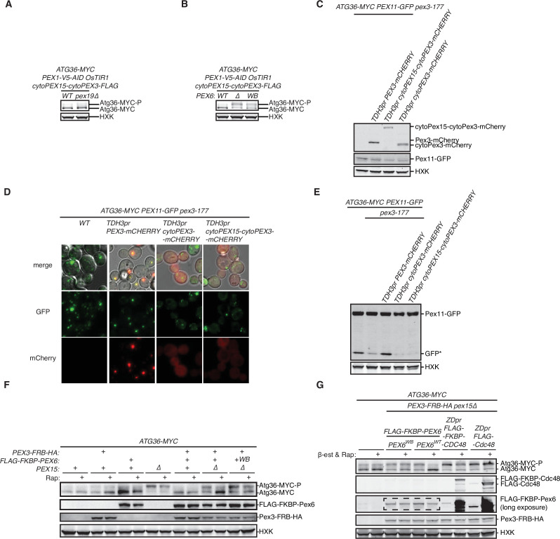 Figure 3—figure supplement 1.