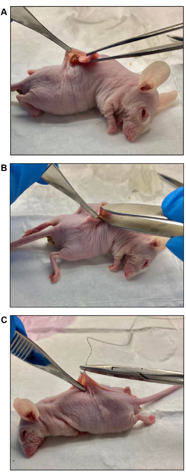 Figure 2