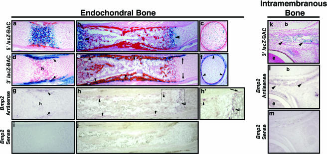 FIG. 5.