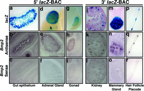 FIG. 2.