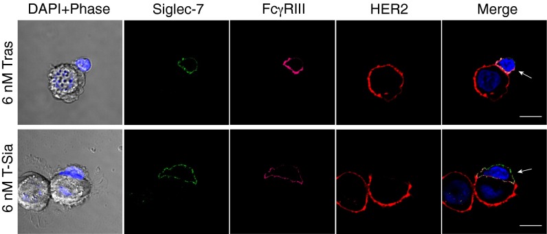 Fig. 6.