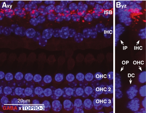 FIG. 3