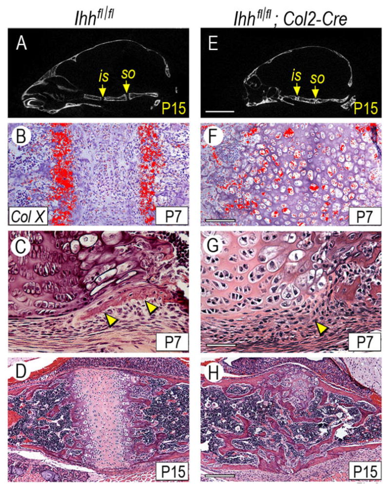 Fig. 8