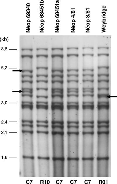 FIG. 2.