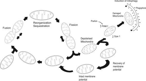 FIG. 2.