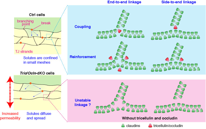 FIGURE 7: