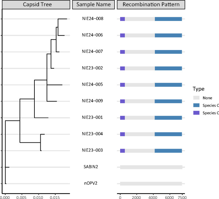 A chart illustrates the capsid tree, sample names, and recombination patterns of Nigerian samples based on their full-length genomes. Violet and blue bars indicate species C recombinant areas, and gray bars represent non-recombinant areas.