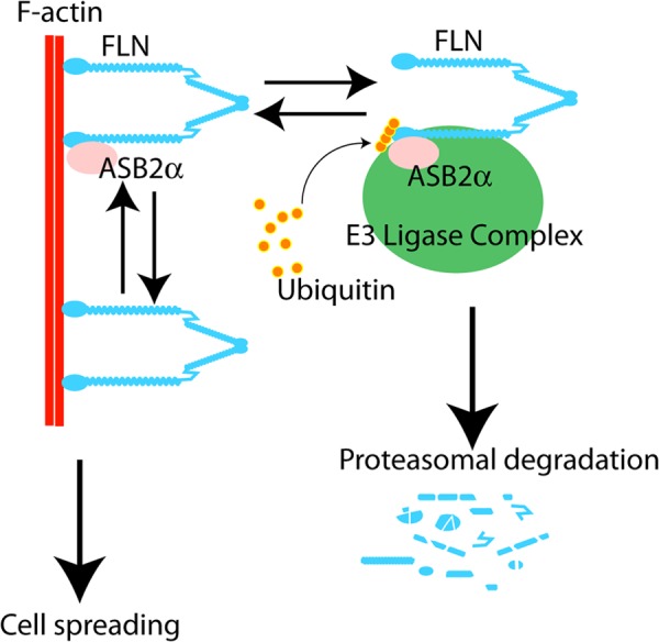 FIGURE 9.