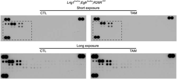 Supplementary Figure 3