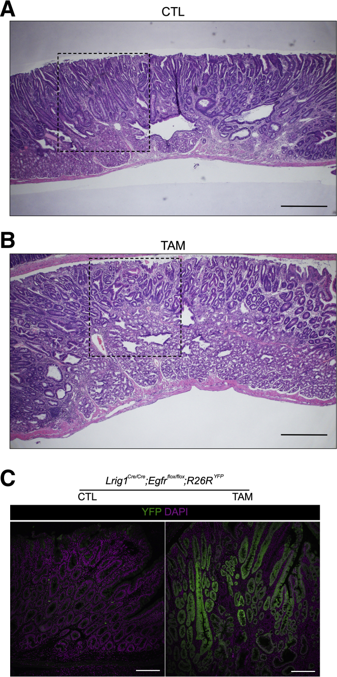 Supplementary Figure 1