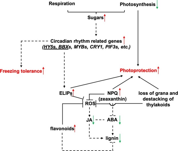 Figure 7