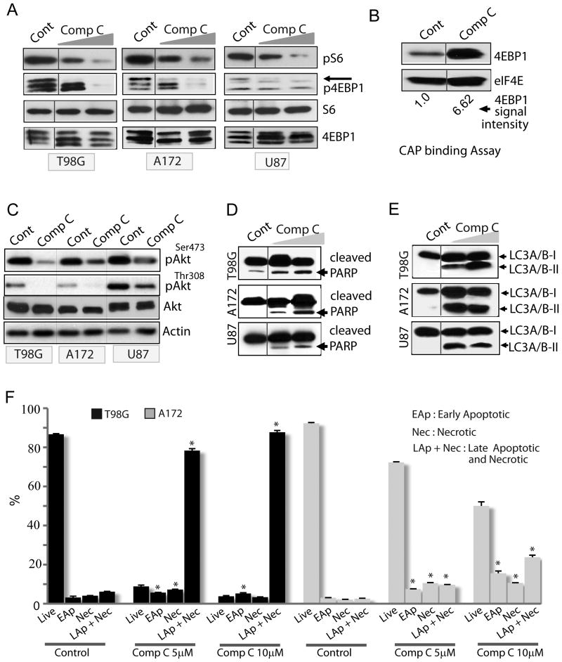 The AMPK inhibitor Compound C is a potent AMPK-independent anti-glioma ...