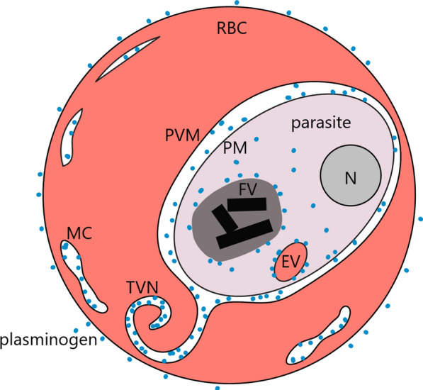 Fig. 4