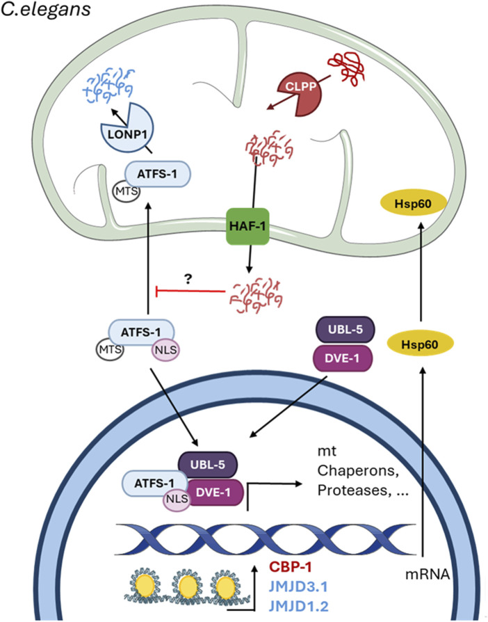 FIGURE 2