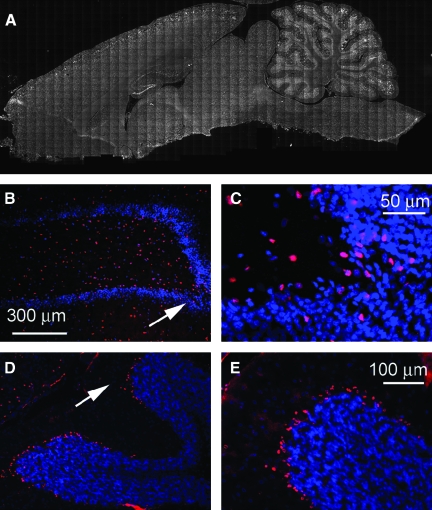 FIG. 7.